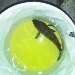 大阪南港　夜10時からのメバリングでメバル24cm