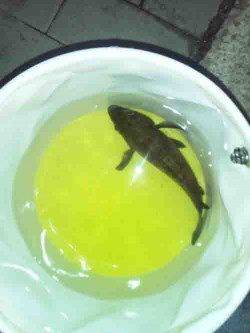 大阪南港　夜10時からのメバリングでメバル24cm