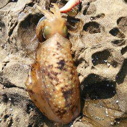 衣奈の地磯、風が強い中アオリイカGET★