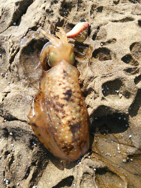 衣奈の地磯、風が強い中アオリイカGET★