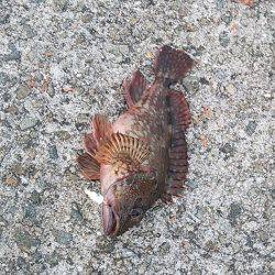 アジュール舞子 ファミリーフィッシングでガシラ2匹☆