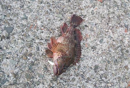 アジュール舞子 ファミリーフィッシングでガシラ2匹☆