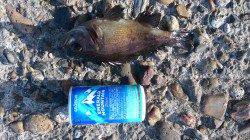 本荘人工島、外向き手前でのサビキ釣り釣果