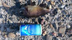 本荘人工島、外向き手前でのサビキ釣り釣果