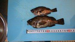 本荘人工島、外向き手前でのサビキ釣り釣果