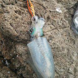 でかイカを釣りに串本へ、釣れたのは・・・