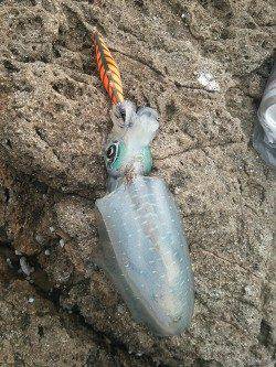 でかイカを釣りに串本へ、釣れたのは・・・