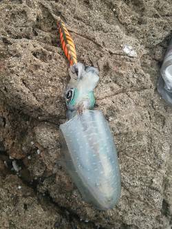 でかイカを釣りに串本へ、釣れたのは・・・