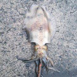 衣奈漁港、朝まずめから昼迄のエギング釣行