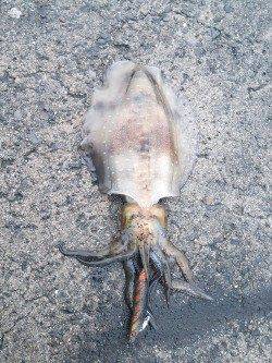 衣奈漁港、朝まずめから昼迄のエギング釣行