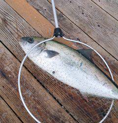 tommy様より【ハリミツ　海上釣堀セット】のモニターレポート