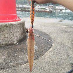 衣奈漁港、朝まずめから昼迄のエギング釣行