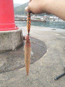 衣奈漁港、朝まずめから昼迄のエギング釣行