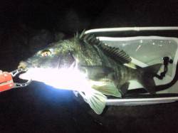 大阪ゴルフ場裏　ワームで初チヌ40cmがヒ…