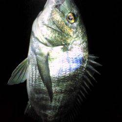 大阪ゴルフ場裏　ワームで初チヌ40cmがヒット！