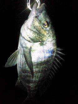 大阪ゴルフ場裏　ワームで初チヌ40cmがヒット！