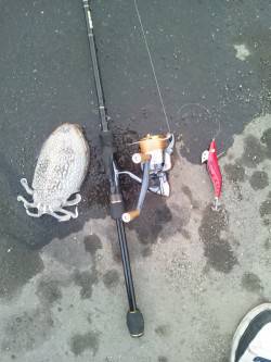 兵庫突堤　PM5時30分～PM8時にエギン…