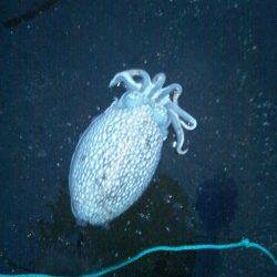 兵庫突堤　PM5時30分～PM8時にエギングでコウイカ2ハイ