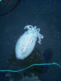 兵庫突堤　PM5時30分～PM8時にエギングでコウイカ2ハイ