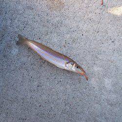 炬口 ちょい投げでキス2匹　キスのサイズ良サイズ☆