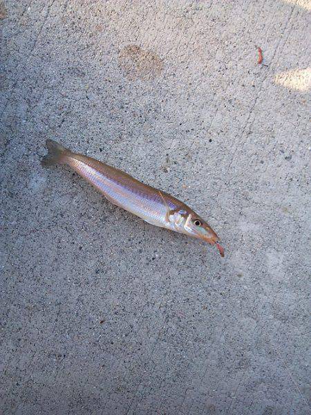 炬口 ちょい投げでキス2匹　キスのサイズ良…