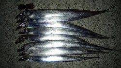 佐野 ワインドでタチウオ8本 長めのフォールが効果的