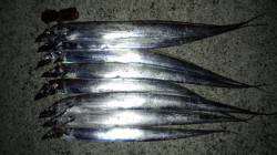 佐野 ワインドでタチウオ8本 長めのフォー…