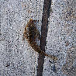 炬口 ちょい投げでキス2匹　キスのサイズ良サイズ☆