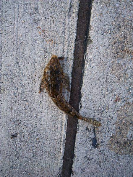 炬口 ちょい投げでキス2匹　キスのサイズ良サイズ☆