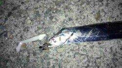 佐野　ワインドでタチウオ4匹！　シャクリ＆タダ巻きでヒット