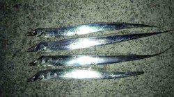 佐野　ワインドでタチウオ4匹！　シャクリ＆タダ巻きでヒット