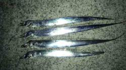 佐野　ワインドでタチウオ4匹！　シャクリ＆…