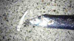 佐野　夕方の時合いにワインドでタチウオ連続ヒット！