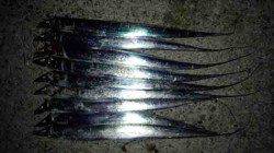 佐野　夕方の時合いにワインドでタチウオ連続ヒット！