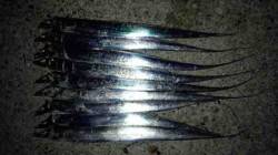 佐野　夕方の時合いにワインドでタチウオ連続…