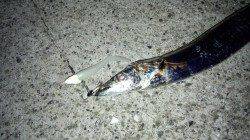 佐野　ワインドでタチウオ30本の爆釣！　表層でヒット