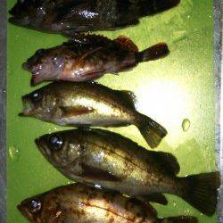 間人 探り釣りでメバル3匹ガシラ2匹のキープサイズ 丹後も釣りの季節に☆