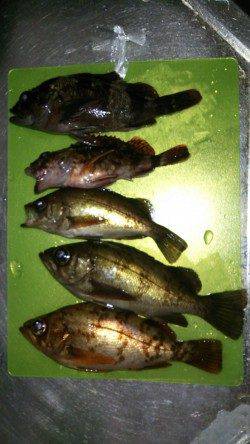 間人 探り釣りでメバル3匹ガシラ2匹のキープサイズ 丹後も釣りの季節に☆