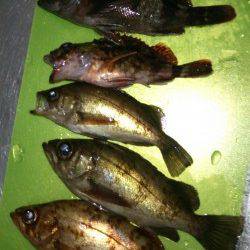 間人 探り釣りでメバル3匹ガシラ2匹のキープサイズ 丹後も釣りの季節に☆