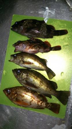 間人 探り釣りでメバル3匹ガシラ2匹のキー…