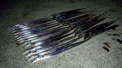 佐野　ワインドでタチウオ30本の爆釣！　表層でヒット