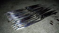 佐野　ワインドでタチウオ30本の爆釣！　表…