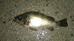 間人　探り釣りでメバル狙い　キープサイズは2匹