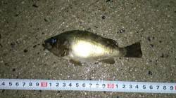 間人　探り釣りでメバル狙い　キープサイズは…