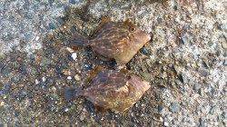 伊根エリア、五目釣りに波止まで出掛けました