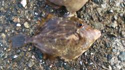 伊根エリア、五目釣りに波止まで出掛けました…