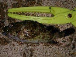 林崎漁港　19時からの投げ釣りでアナゴ5匹＆ガシラ15cm