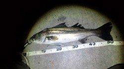 貝塚　日暮れにルアーでシーバス3本！