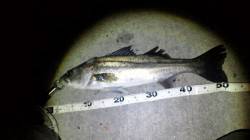 貝塚　日暮れにルアーでシーバス3本！