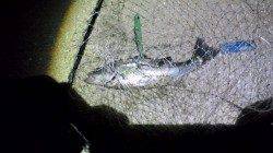 貝塚　日暮れにルアーでシーバス3本！